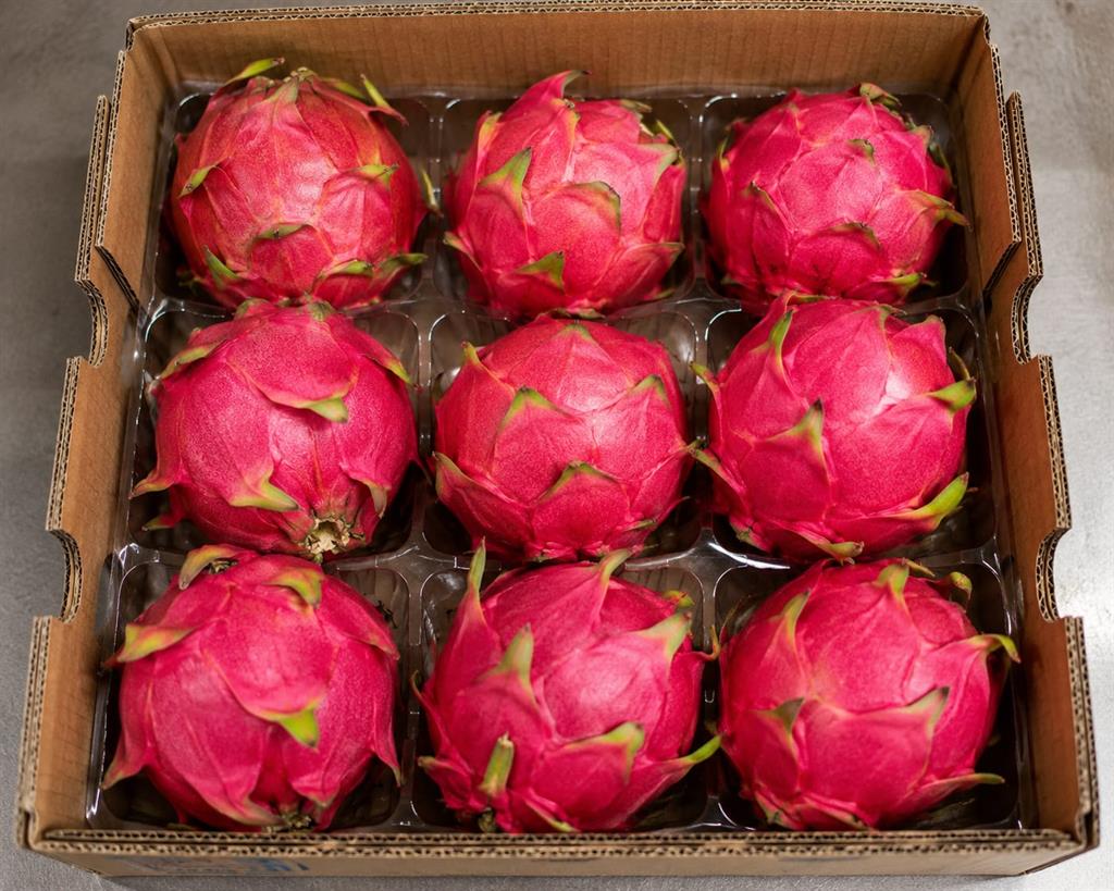 pitaya x 9 un