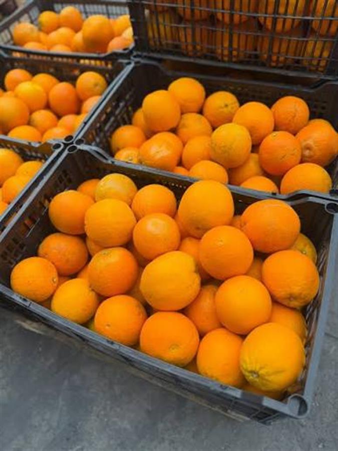 naranja de jugo Premium x 16 kg