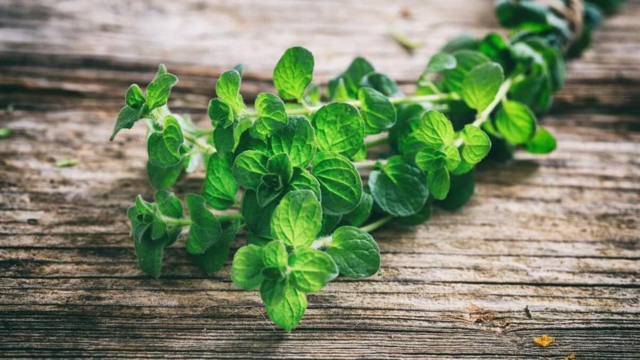 oregano fresco x 2 un