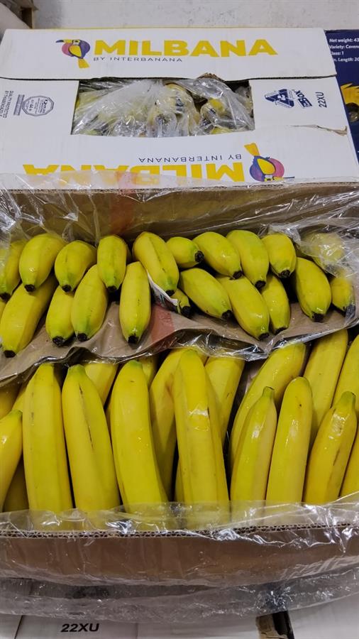 banana ecuador x 19 kg