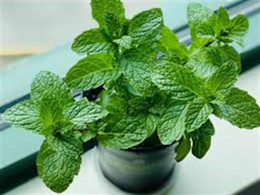 menta x 2 un