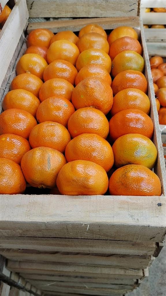 mandarina murcot x 17 kg